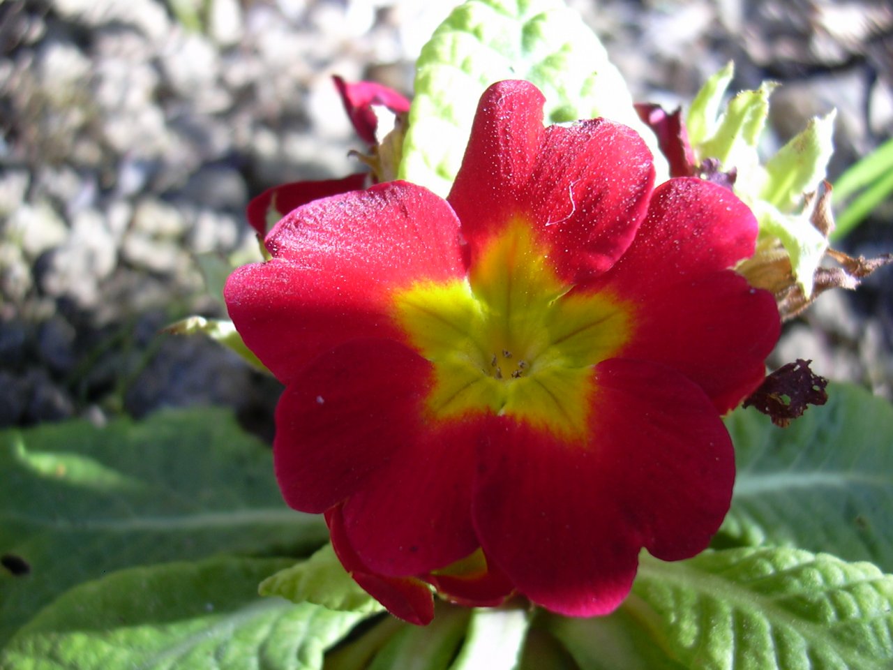 Fonds d'cran Nature Fleurs 