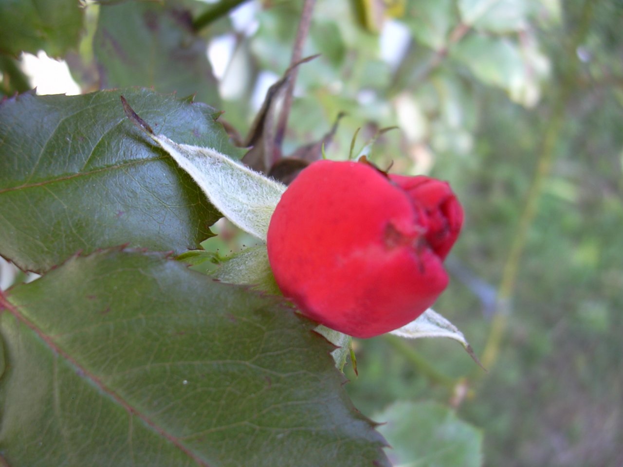 Fonds d'cran Nature Fleurs 