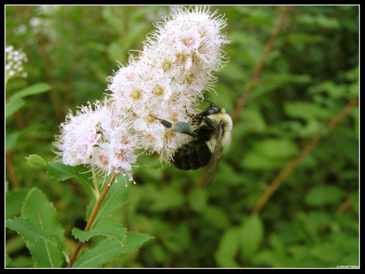 Fonds d'cran Animaux Insectes - Abeilles Gupes ... OoObzzzzzzzz