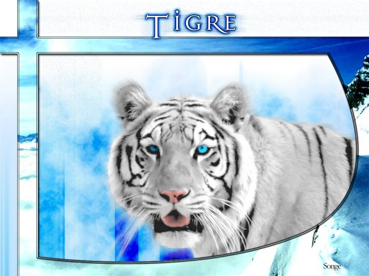 Wallpapers Animals Felines - Tigers Tigre