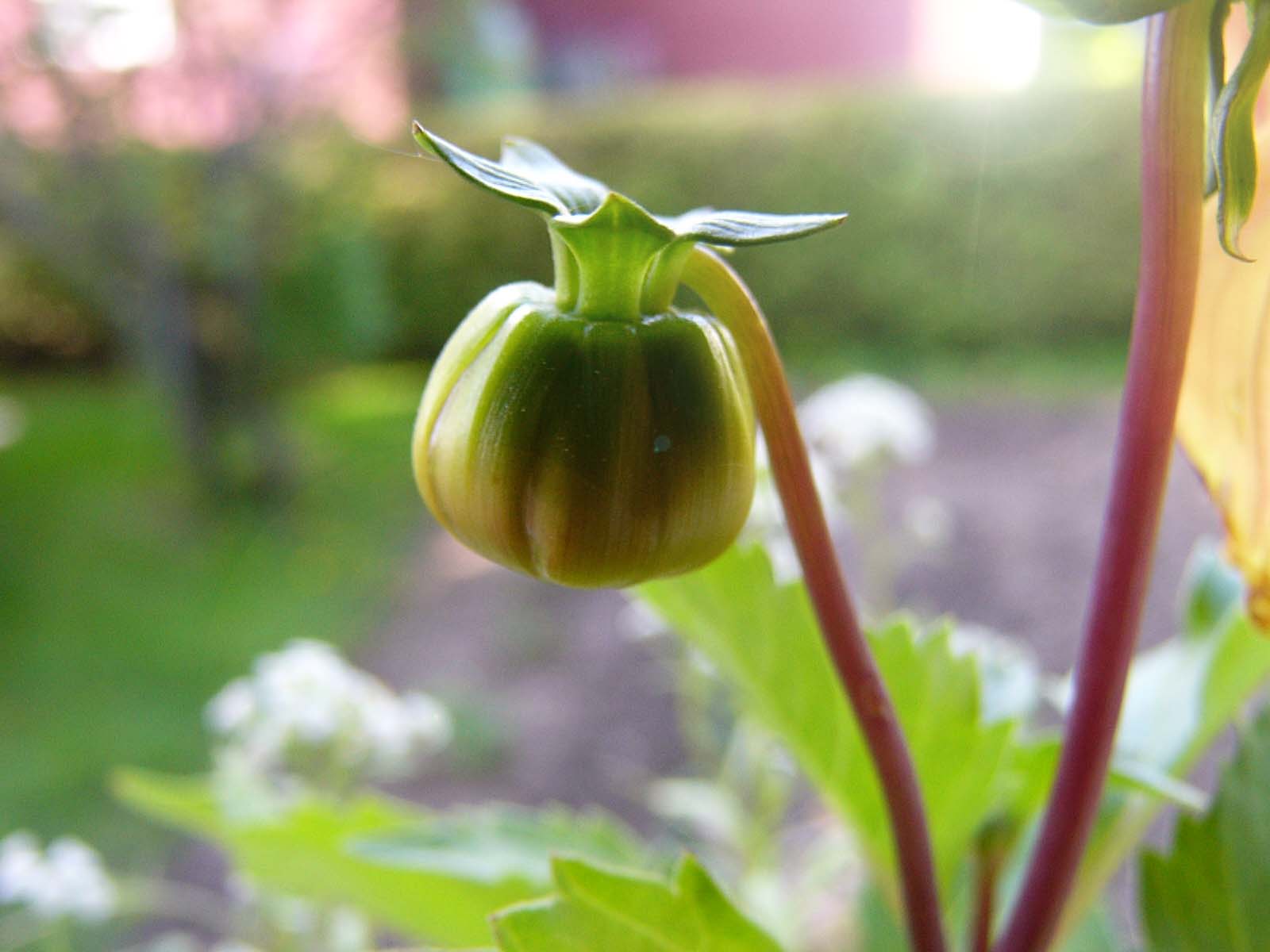 Fonds d'cran Nature Fleurs Fleur qui pense