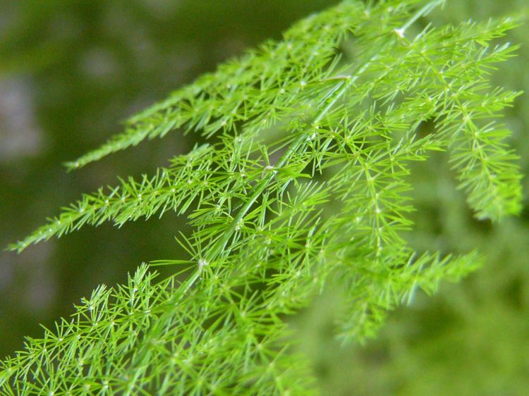 Fonds d'cran Nature Plantes - Arbustes Feuille d'une plante