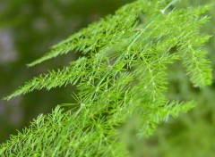 Fonds d'cran Nature Feuille d'une plante