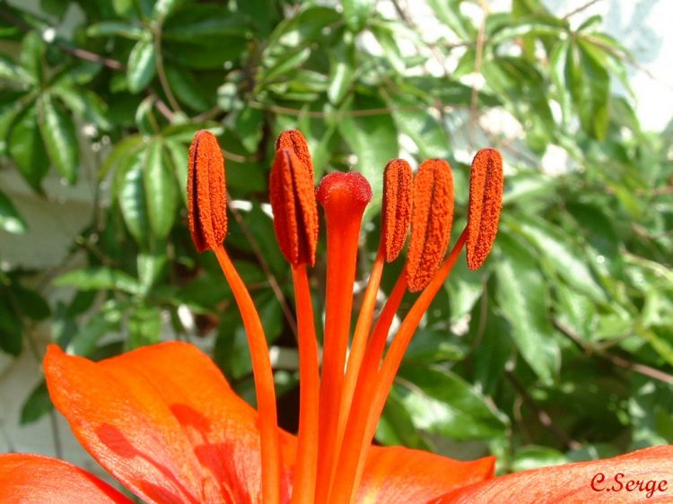 Fonds d'cran Nature Fleurs attente