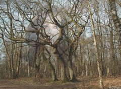 Fonds d'cran Art - Numrique la deesse des bois