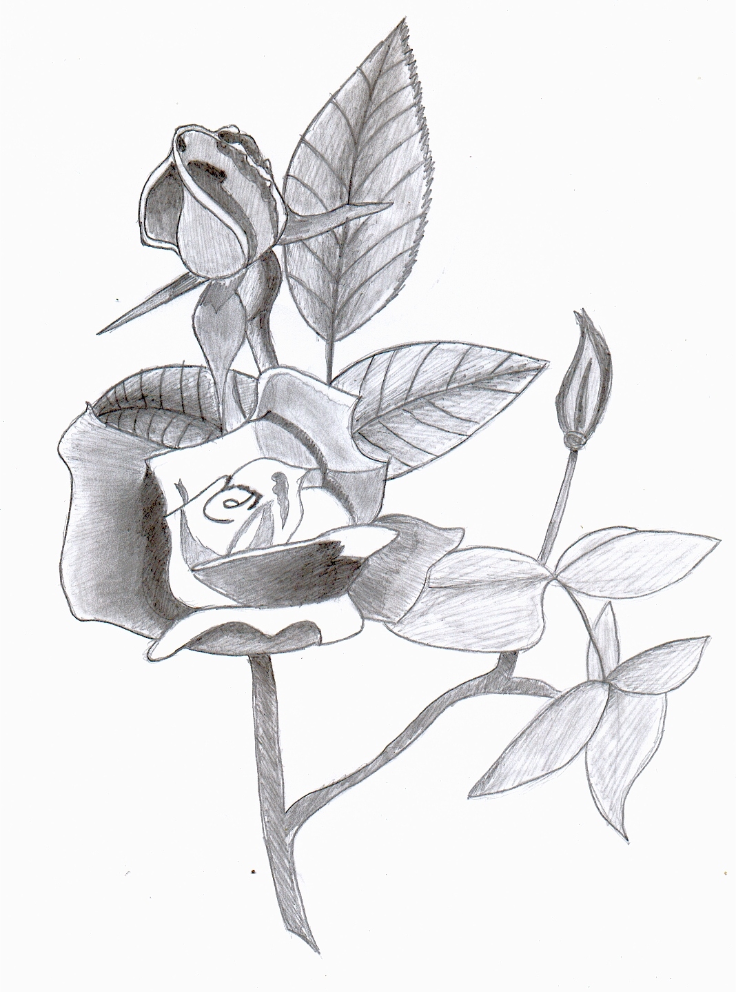 Fonds d'cran Art - Crayon Fleurs - Feuilles - Fruits rose