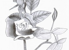 Wallpapers Art - Pencil rose