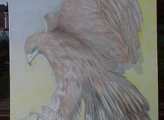 Fonds d'cran Art - Crayon aigle royal