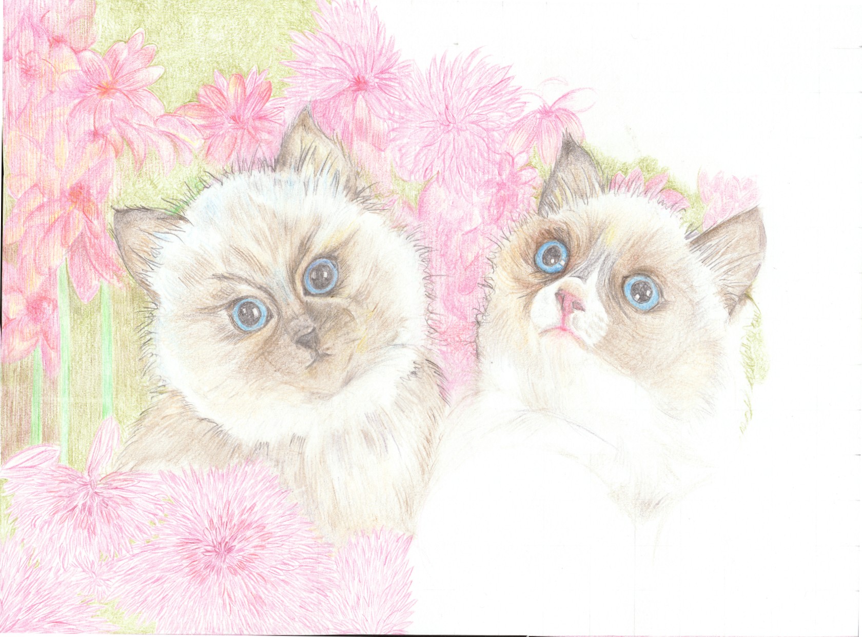 Wallpapers Art - Pencil Animals - Cats - Kittens dessin inachev