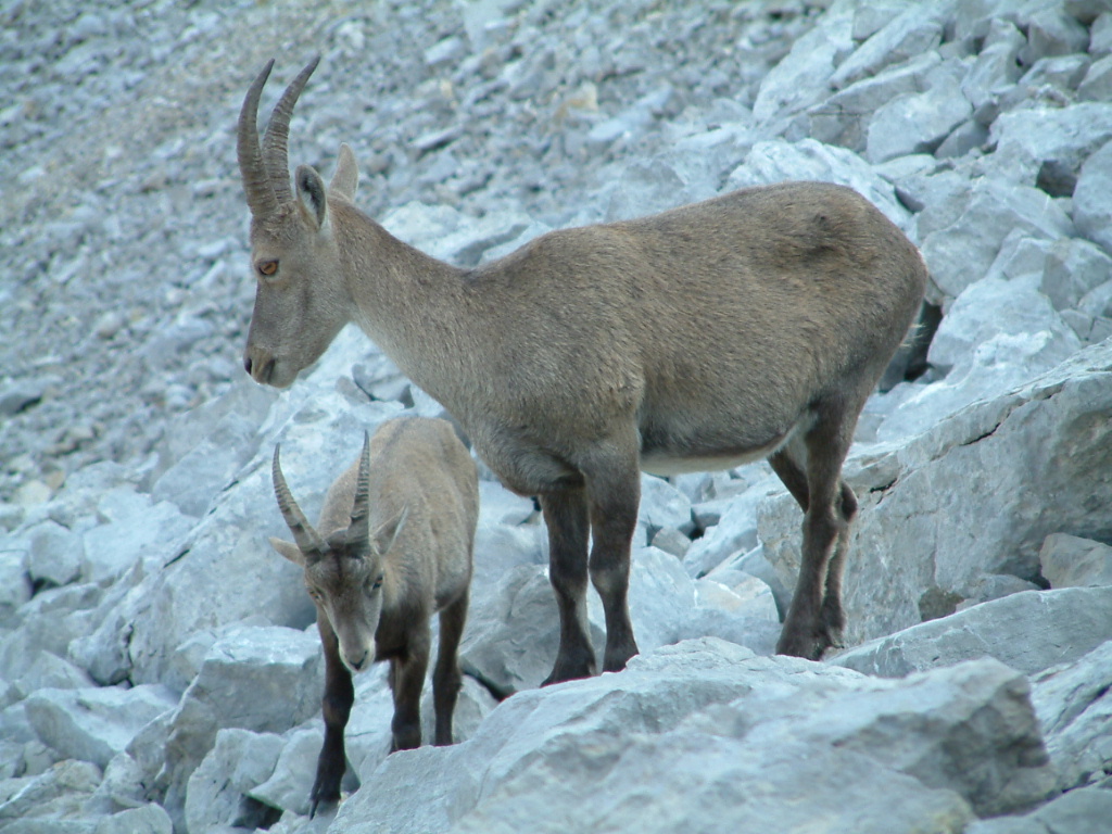 Fonds d'cran Animaux Cervids Bouquetins en libert