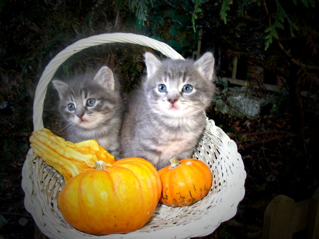 Fonds d'cran Animaux Chats - Chatons chatons d'Halloween