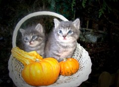 Fonds d'cran Animaux chatons d'Halloween