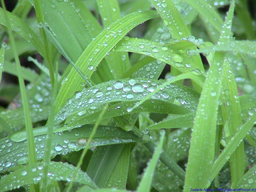 Fonds d'cran Nature Parcs - Jardins 