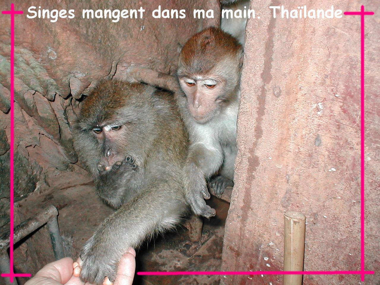 Wallpapers Animals Monkeys Phuket Thalande