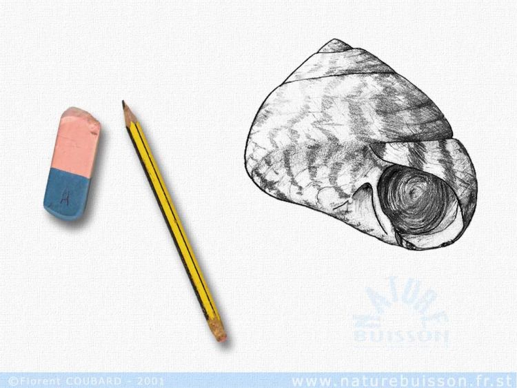 Wallpapers Animals Sealife - Shells gibbule