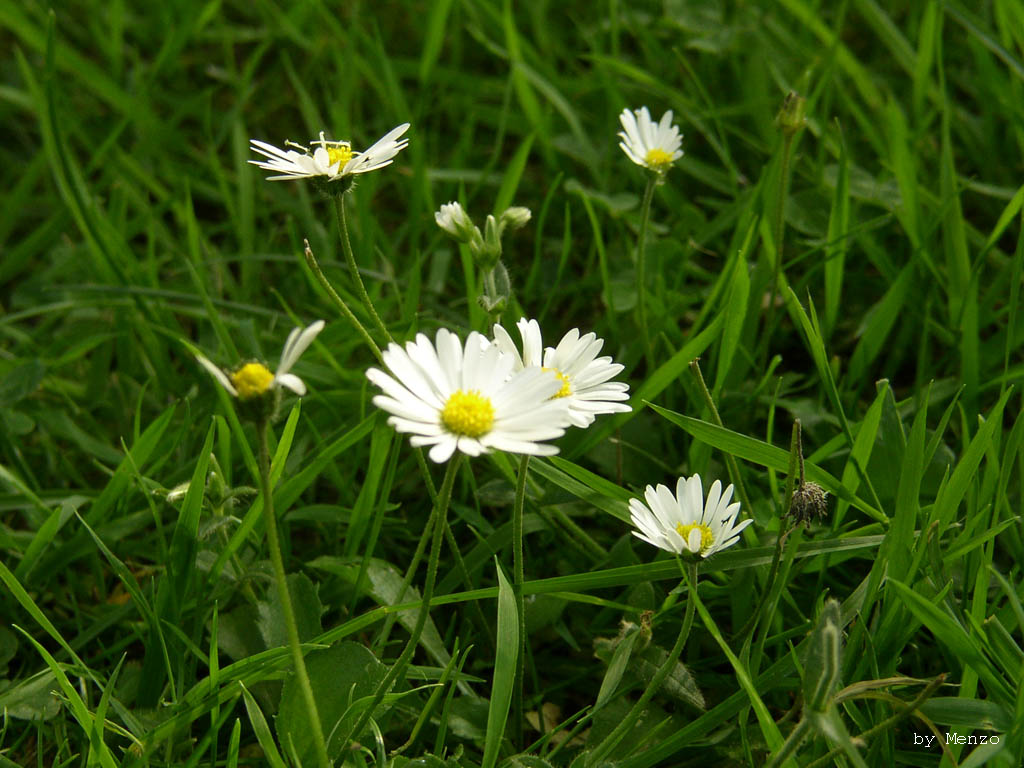 Fonds d'cran Nature Fleurs Paquerettes