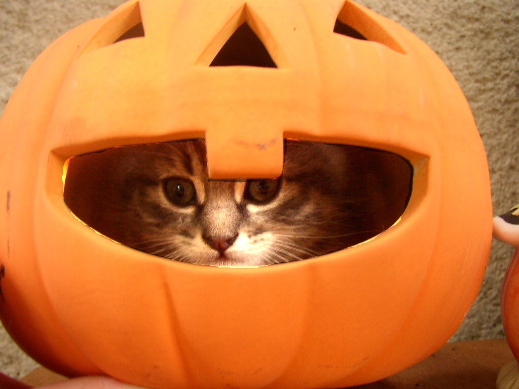 Fonds d'cran Animaux Chats - Chatons Challoween