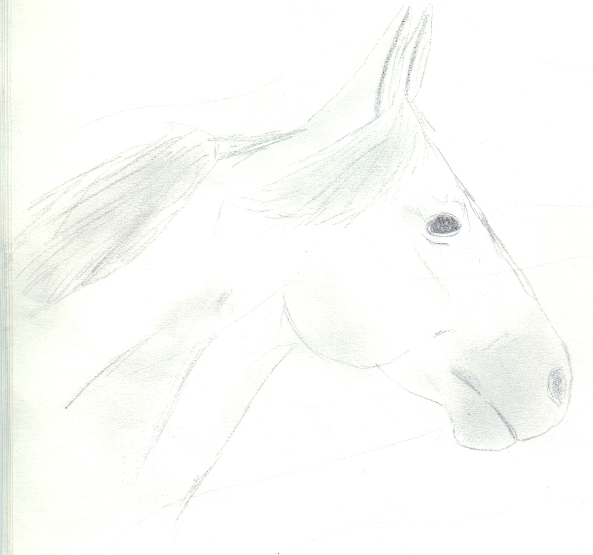 Fonds d'cran Art - Crayon Animaux - Chevaux Missouri Fox Trotter