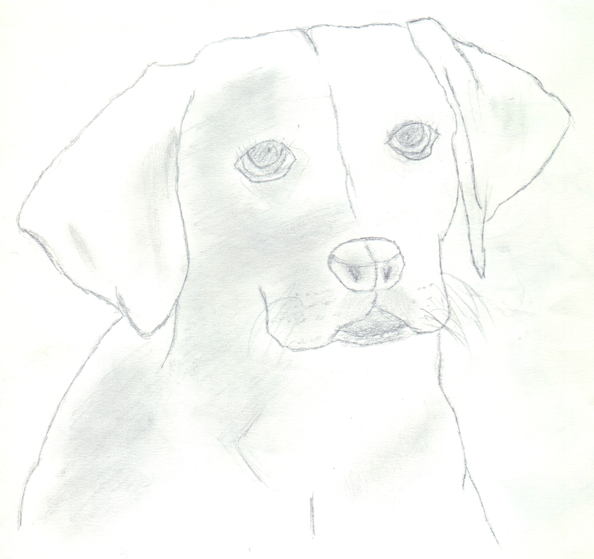 Fonds d'cran Art - Crayon Animaux - Chiens Labrador