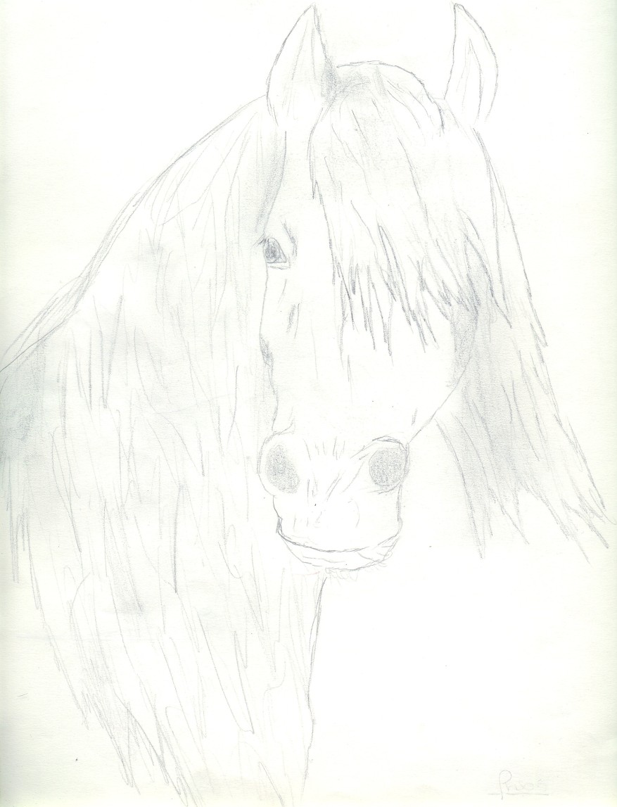 Fonds d'cran Art - Crayon Animaux - Chevaux Frison