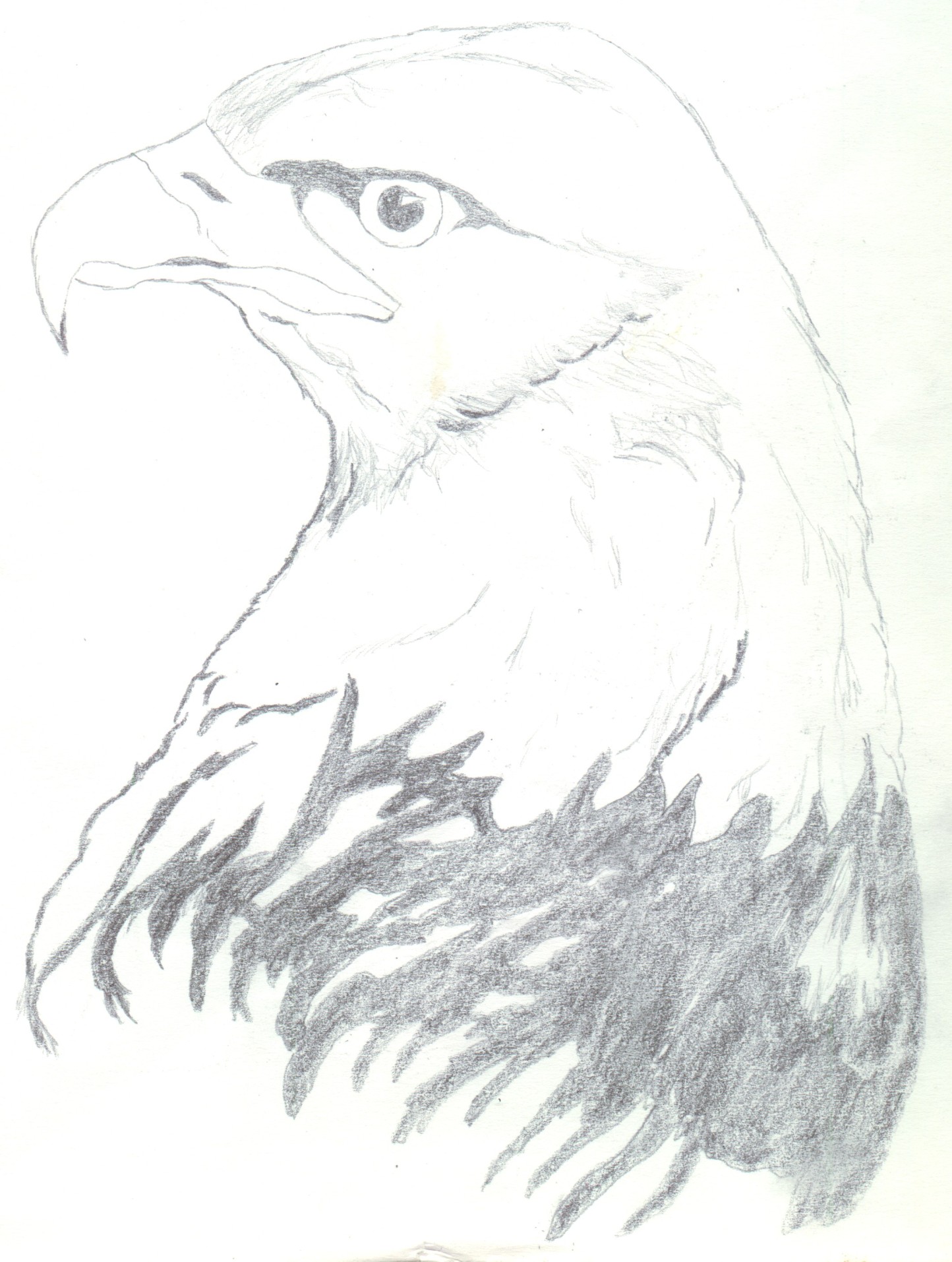 Wallpapers Art - Pencil Animals - Birds - Raptors Aigle *Reprise*