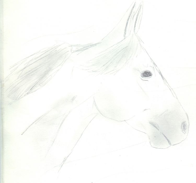 Fonds d'cran Art - Crayon Animaux - Chevaux Missouri Fox Trotter