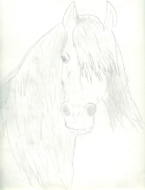 Fonds d'cran Art - Crayon Animaux - Chevaux Frison