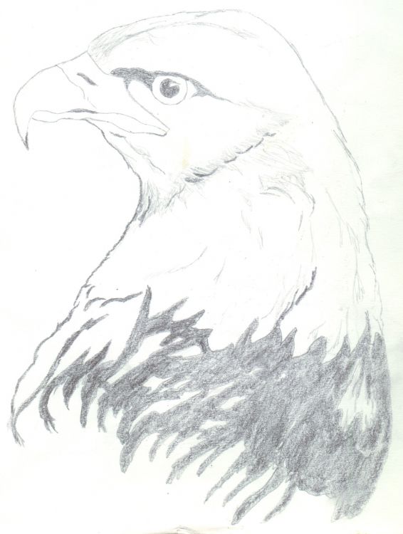 Wallpapers Art - Pencil Animals - Birds - Raptors Aigle *Reprise*