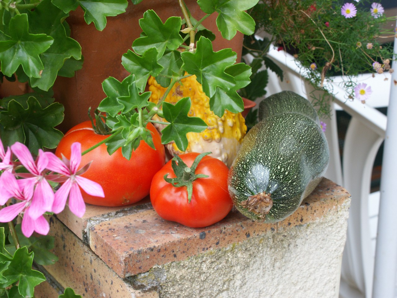 Fonds d'cran Nature Lgumes lgumes sur muret 2