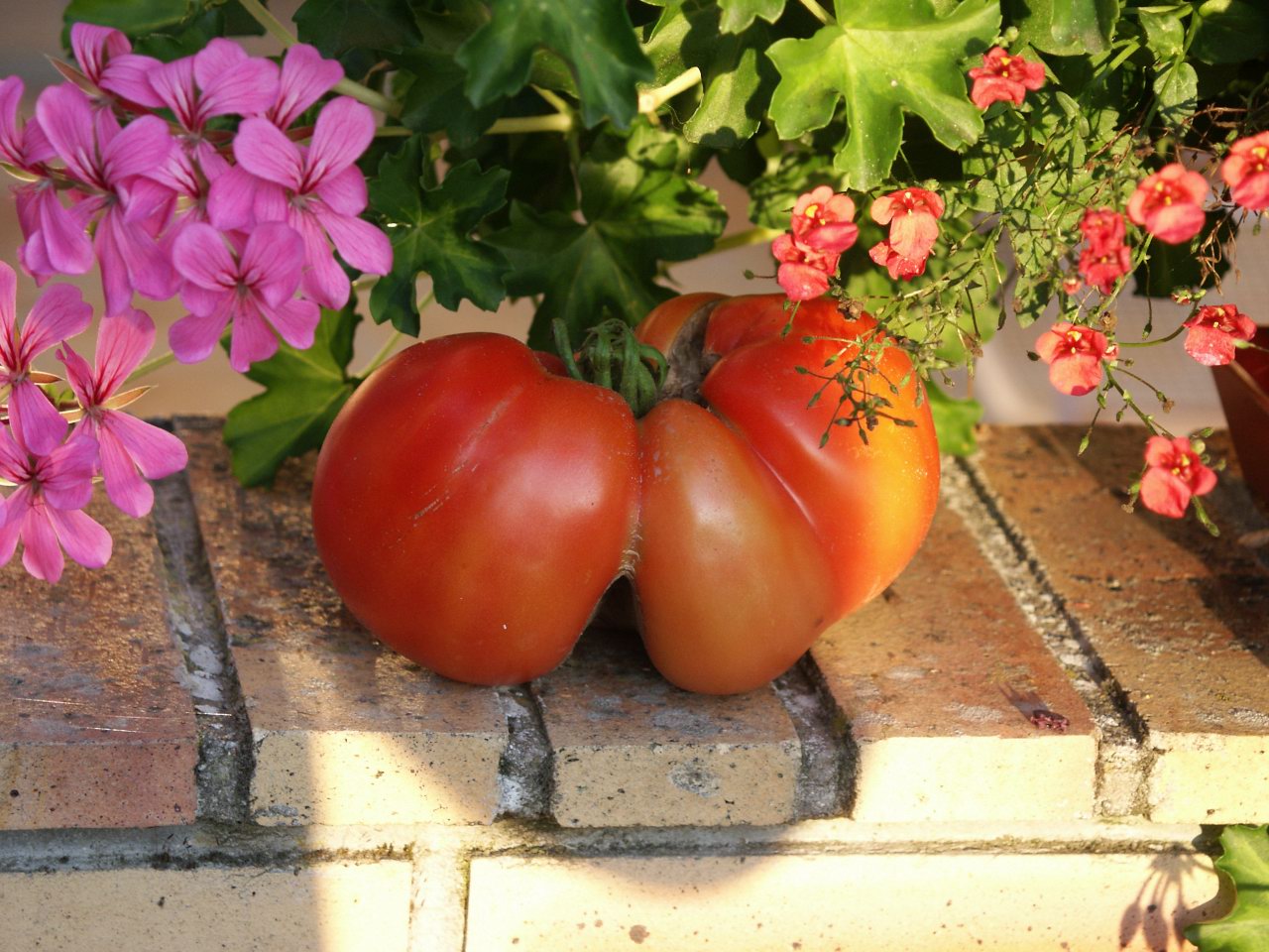 Wallpapers Nature Vegetables tomate du jardin