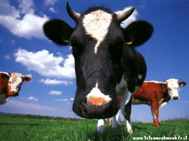 Fonds d'cran Animaux Vaches - Taureaux - Boeufs Tete de Meuh