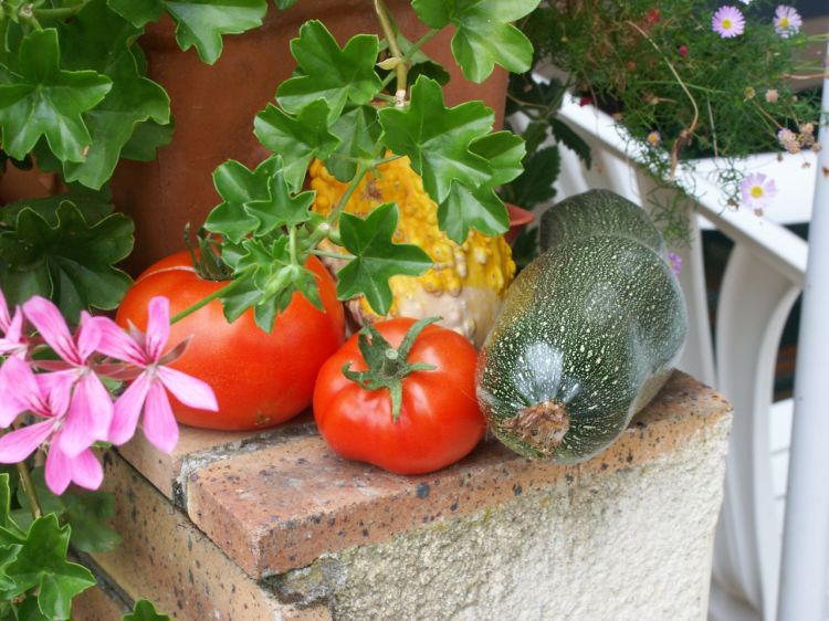 Fonds d'cran Nature Lgumes lgumes sur muret 2