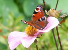 Fonds d'cran Animaux Papillons