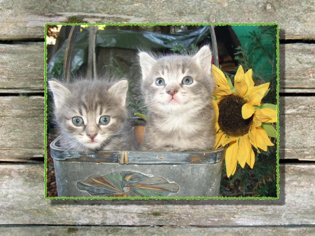 Wallpapers Animals Cats - Kittens 2 dans un panier