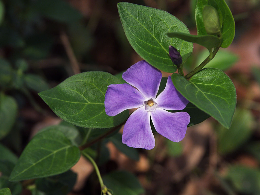 Wallpapers Nature Flowers sliman