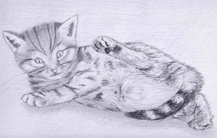 Wallpapers Art - Pencil Animals - Cats - Kittens chaton