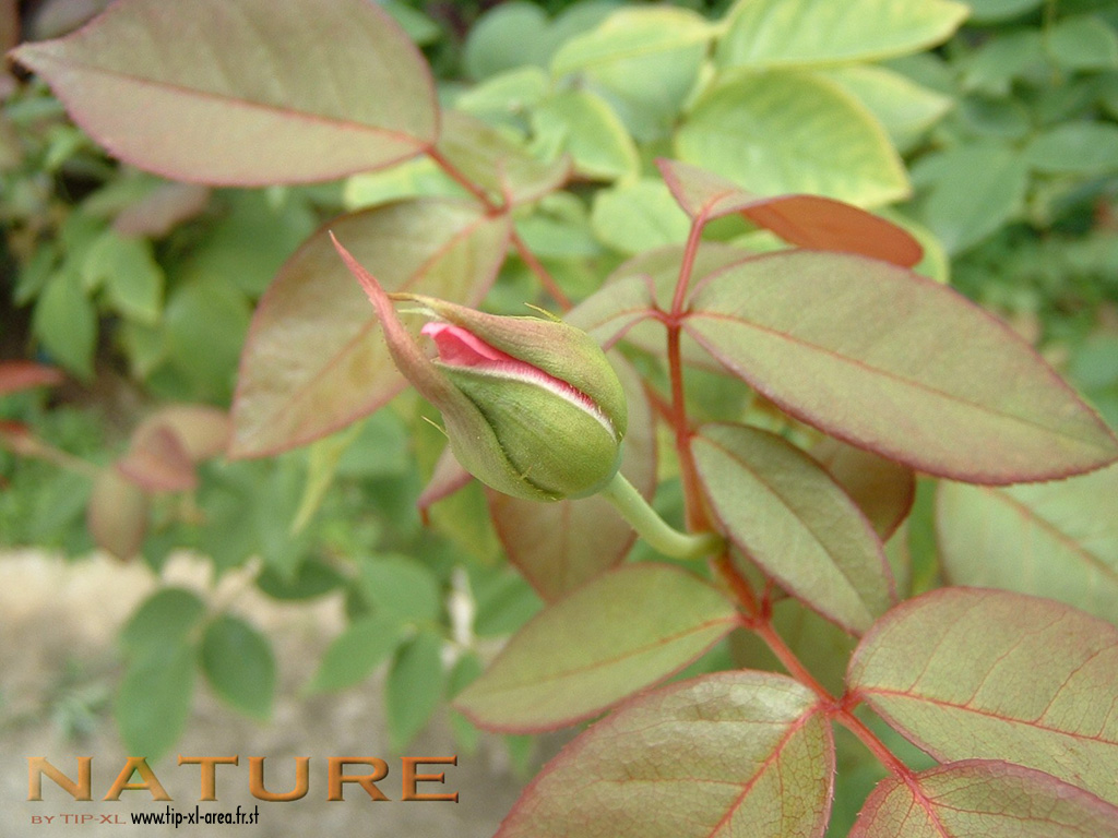 Fonds d'cran Nature Fleurs Naissance d'une rose (NATURE)