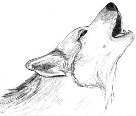 Wallpapers Art - Pencil Animals - Wolves Loup