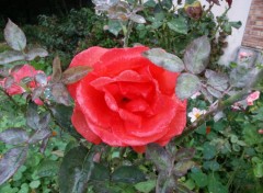 Fonds d'cran Nature Rose apres la pluie