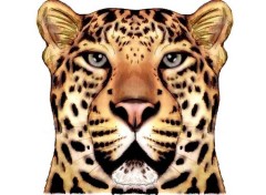 Fonds d'cran Animaux Jaguar