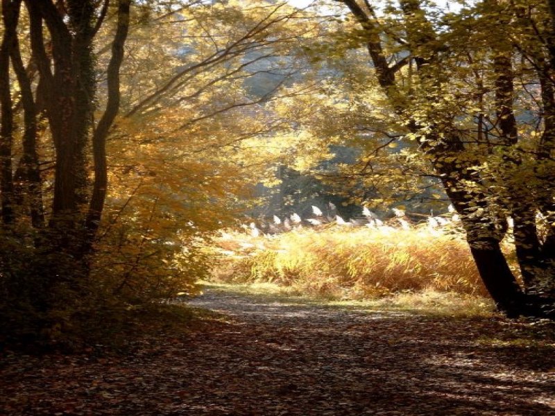 Fonds d'cran Nature Arbres - Forts Sous-bois