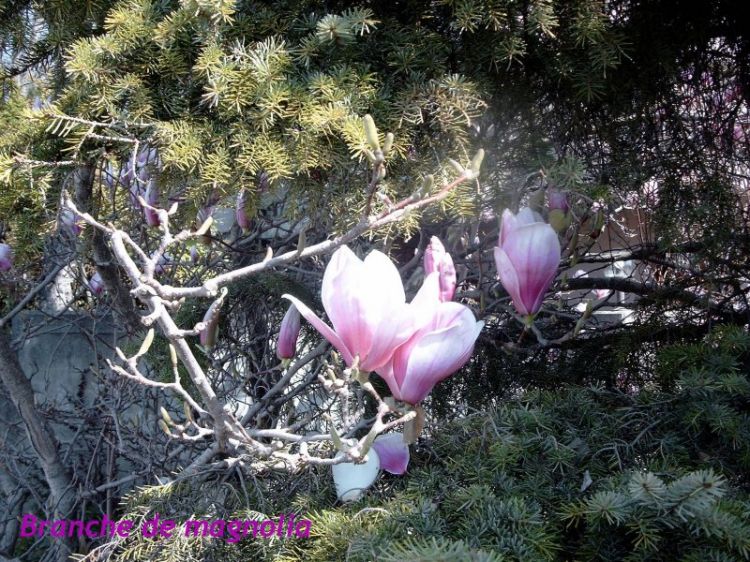 Fonds d'cran Nature Fleurs Branche de magnolia