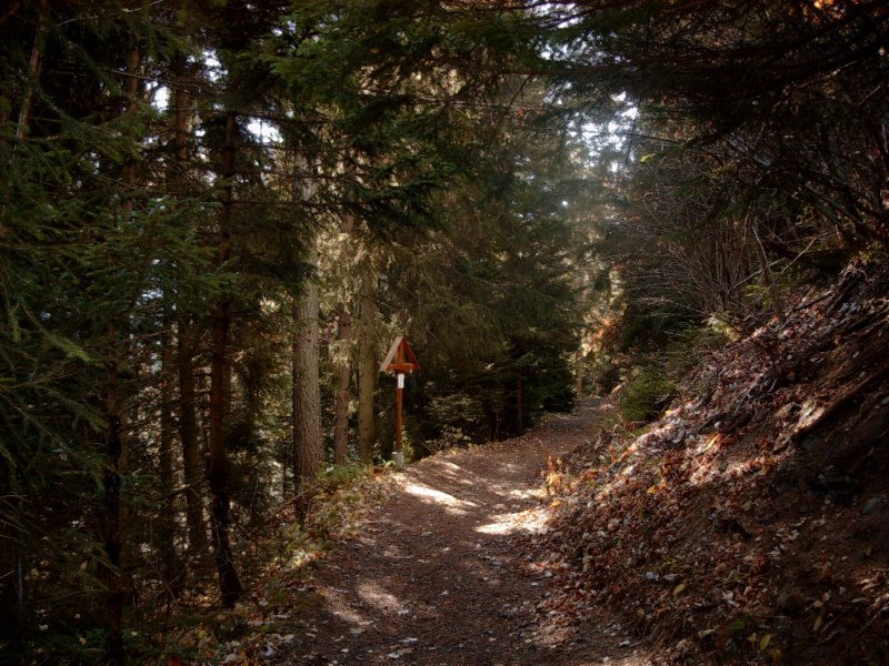 Fonds d'cran Nature Arbres - Forts Sous bois des Alpes