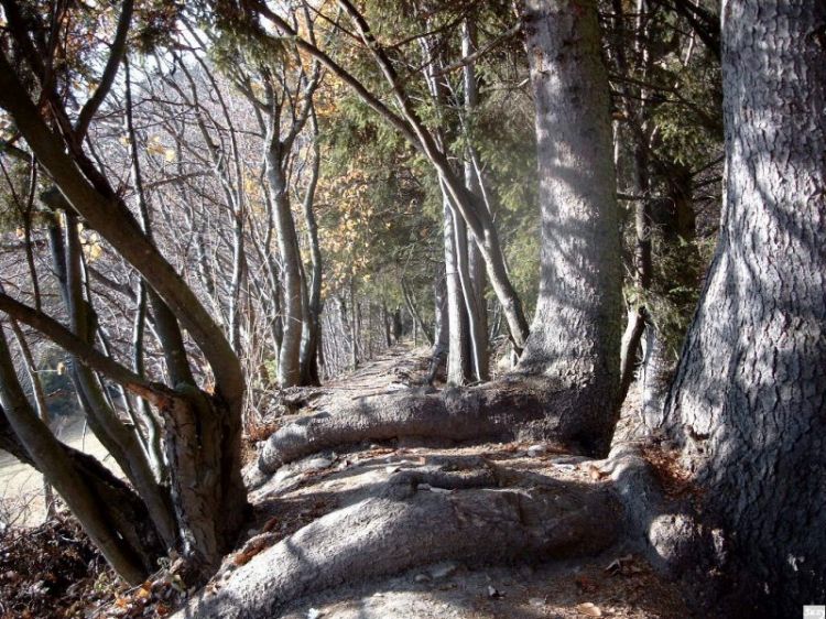 Wallpapers Nature Trees - Forests Fort des Alpes