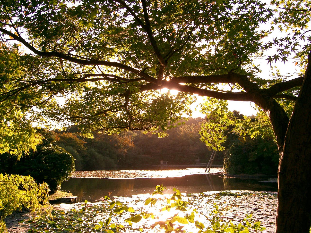 Fonds d'cran Voyages : Asie Japon Landscape in Kyoto