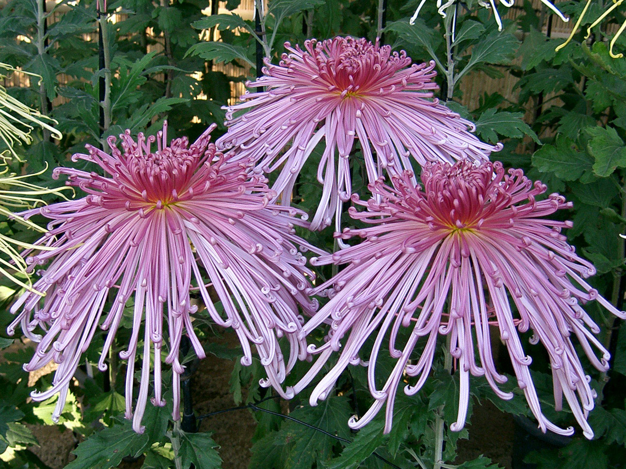 Wallpapers Nature Flowers Flower in a garden in Kobe(Japan)