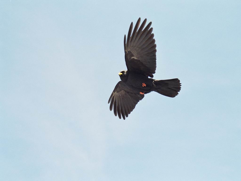 Fonds d'cran Animaux Oiseaux - Divers Chouca (depuis l'Aiguille du Midi)