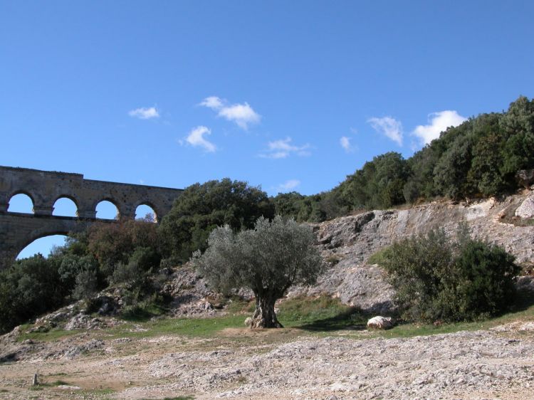 Fonds d'cran Constructions et architecture Ponts - Aqueducs Olivier du pont du Gard