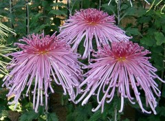 Fonds d'cran Nature Flower in a garden in Kobe(Japan)