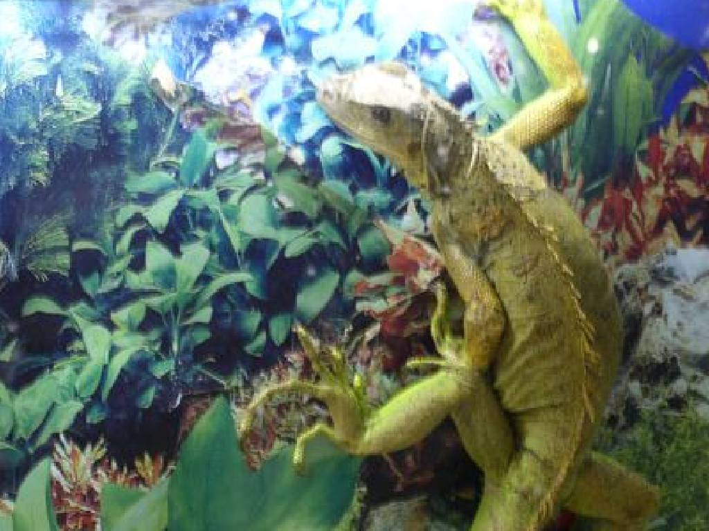 Wallpapers Animals Iguanas dans une exposition